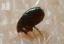 虱子和跳蚤的区别？ 科属、形态和危害都不同