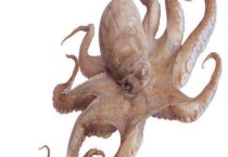 乌贼有几条腿？乌贼有几个心脏