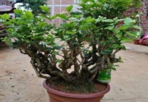 干枯的茉莉老桩能活吗？