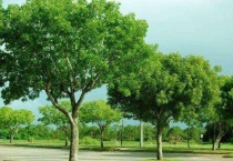 相思木和桃花心木的区别？