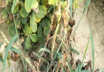 花生茎腐病的防治方法 危害症状有哪些？