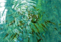 水花鱼苗养殖技术