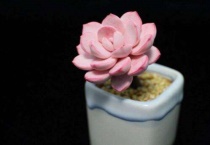 多肉植物松散了怎么办？