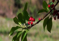 冬青卫矛和冬青的区别？