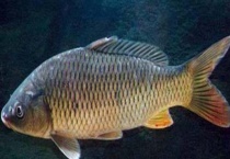 水库钓鲤鱼钓多深合适？附钓点远近