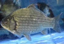 自制钓鲫鱼窝料配方大全 附详细材料