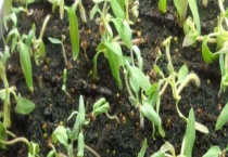 植物有哪些繁殖方式 附药用植物繁殖多久？