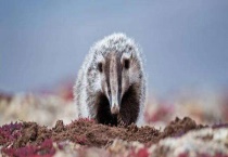 狗獾子是几级保护动物 它的食物有哪些？