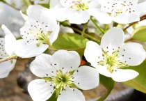 梨树花前打什么药