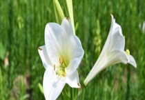 百合的科属分类 百合有哪些营养价值