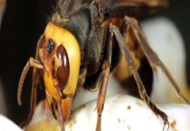 黑尾胡蜂(黑尾虎头蜂) 附生活习性