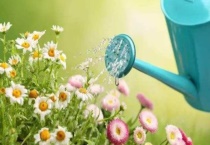 花浇水浇多了怎么办？