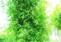 早园竹和青竹区别？