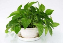 绿萝烂根是什么原因？