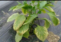 农作物肥害怎么多久？