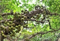 无花果树冻死了怎么办？