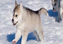 爱斯基摩犬选购方法 多少钱一只