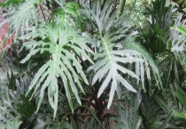 龟背竹蔫了会恢复么