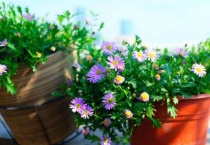 姬小菊能活几年