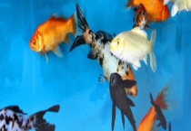 鱼的繁殖方式是卵生还是胎生 具体怎么繁殖