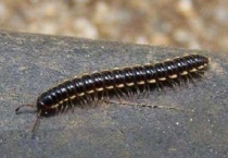 千足虫和蜈蚣的区别？