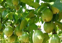 百香果是什么？