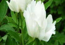 白牡丹掉叶子怎么办？白牡丹掉叶子的原因？