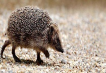 小刺猬如何过冬 附刺猬的外形特征