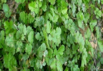 芫须菜是不是香菜 香菜有什么价值