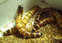 面包虫长大后变成什么？