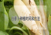 白萝卜种植时间和多久？