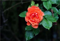 月季水插的快速生根法