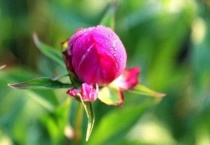 芍药花蕾为什么长不大