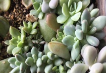 冬美人和白美人的区别？是什么？