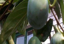 黑柿子树苗结果需要几年 附繁殖方式和嫁接技术要点