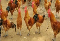 散养鸡铺细沙的原因是什么 鸡为什么吃细沙