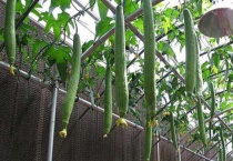 丝瓜为什么长着长着就枯萎了