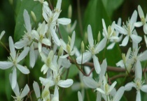 威灵仙种子价格及种植方法 附威灵仙的播种多久？