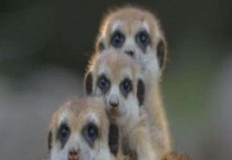 猫鼬吃什么食物？附穴居习性和种群现状