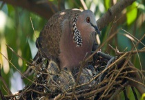 斑鸠吃什么 有哪些品种