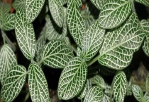 网纹草有毒吗？