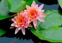 睡莲晚上为什么会合拢