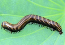 长的像蜈蚣的是什么？