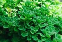 碰碰香算花吗？