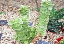 金钱木叶子掉了还会发新芽吗？