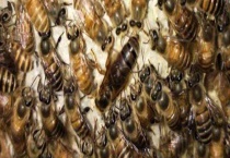 没有蜂王怎么养好蜜蜂 详细介绍