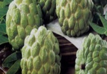 释迦树结果需要几年 种植要点有哪些？