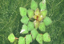 菱角什么时候成熟上市？多少钱一斤 有哪些种类