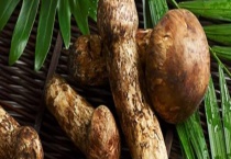 松茸能生食吗 附松茸简介