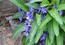 地丁花有什么品质